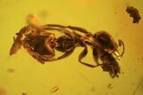 Fossil Ant (Formicidae) In Baltic Amber #84613-2